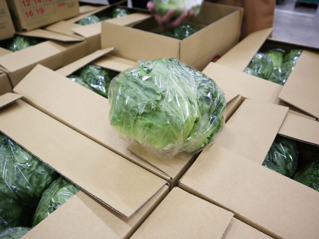 段ボールの上に載っているレタスの写真