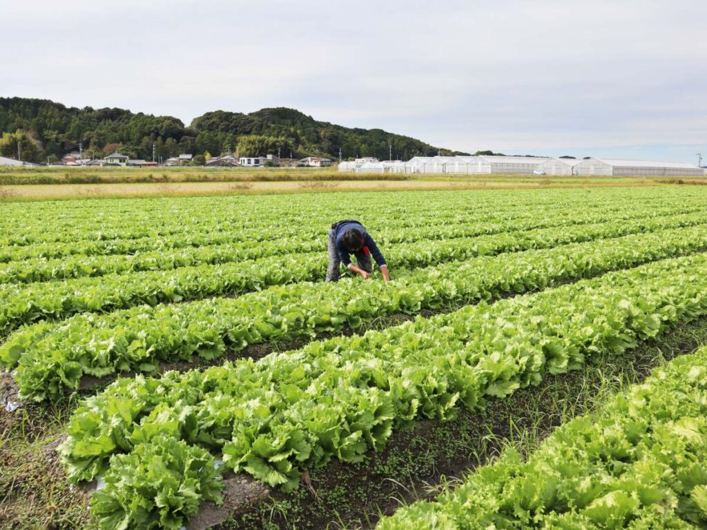 レタス畑で人がレタスを触っている写真