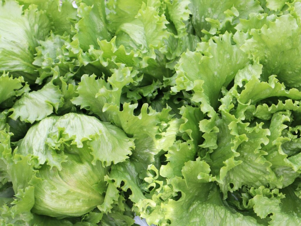 レタス畑でのレタスの寄りの写真