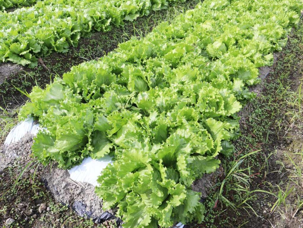 レタス畑の寄りの写真