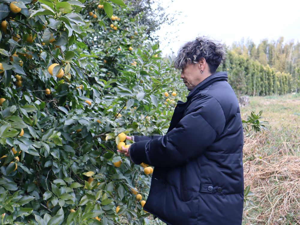 伊藤さんが木に実ったレモンを手に取って眺めている様子