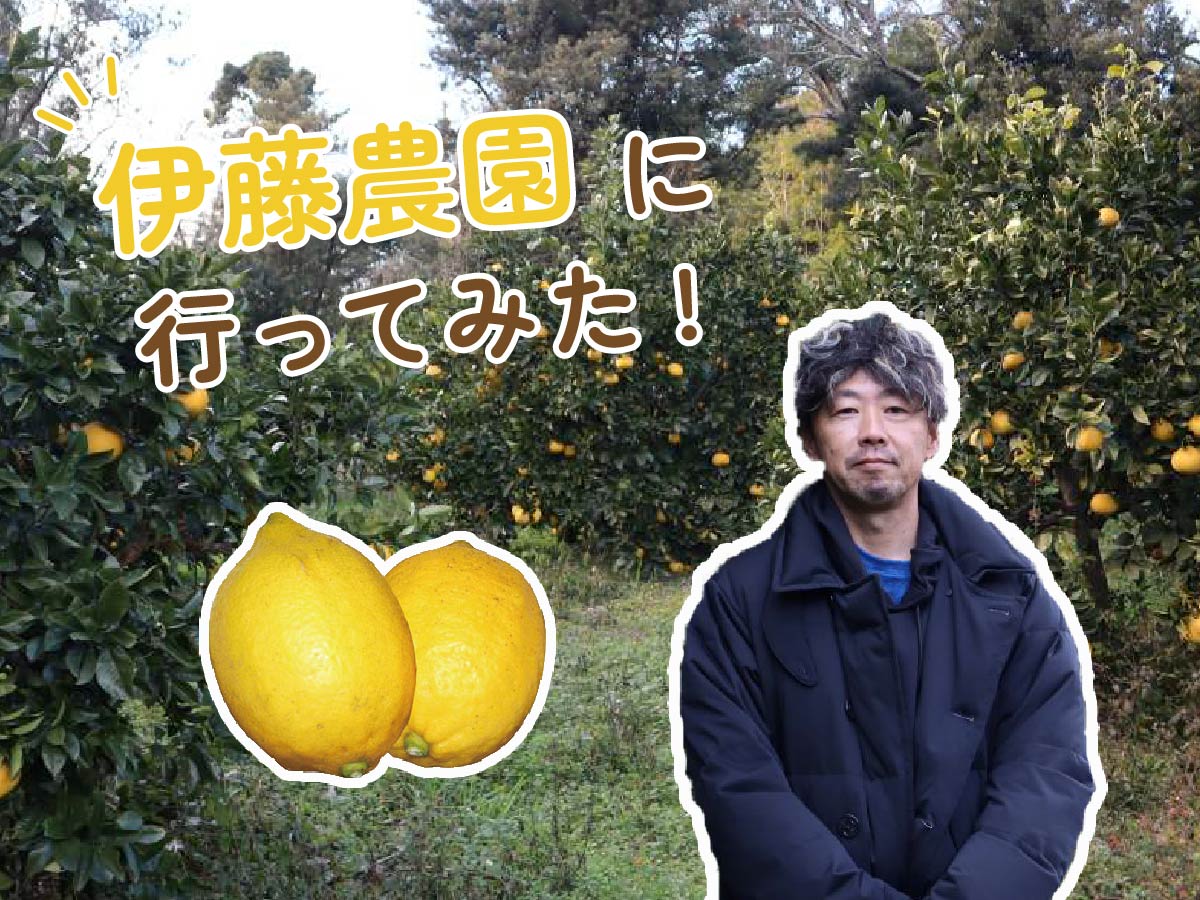 「伊藤農園に行ってみた！」と言う文字と、レモンと伊藤さんの写真