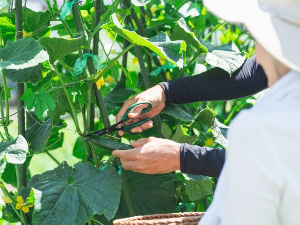きゅうりを収穫している写真