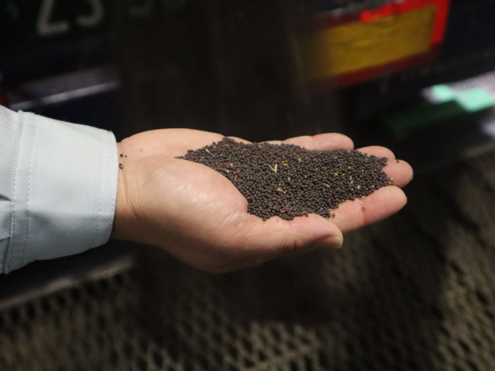 なたねを手のひらに乗せている様子