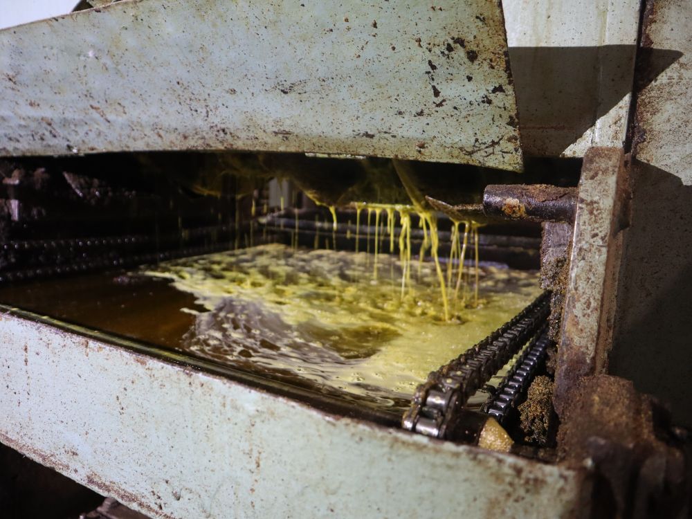 圧搾機でなたねをすり潰し、油を搾っている様子