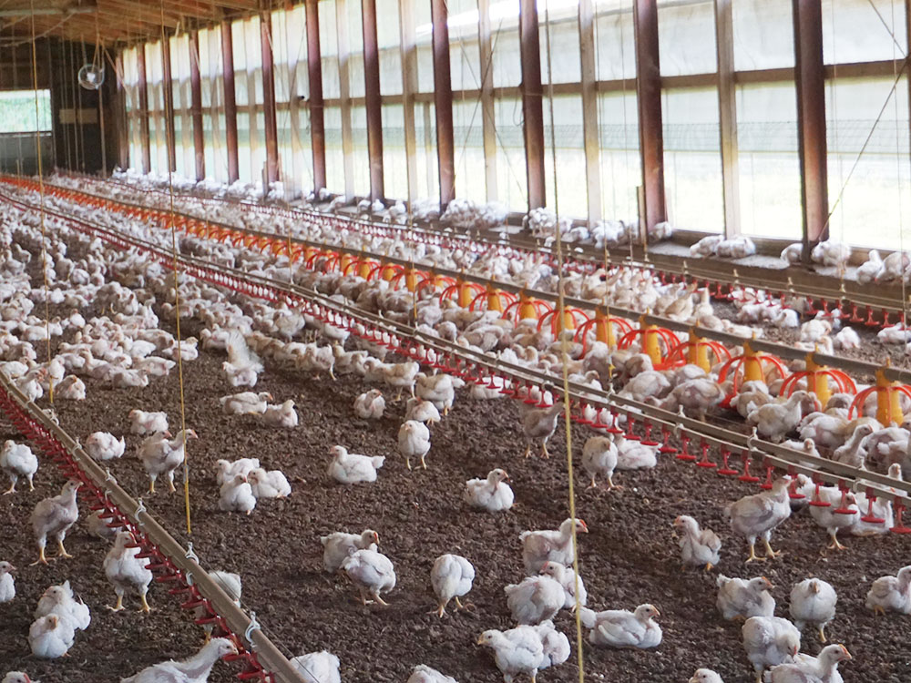 秋川牧園の運営する鶏舎の写真。窓が大きくて明るく、敷地も広いので、鶏たちがのびのびと暮らしている。
