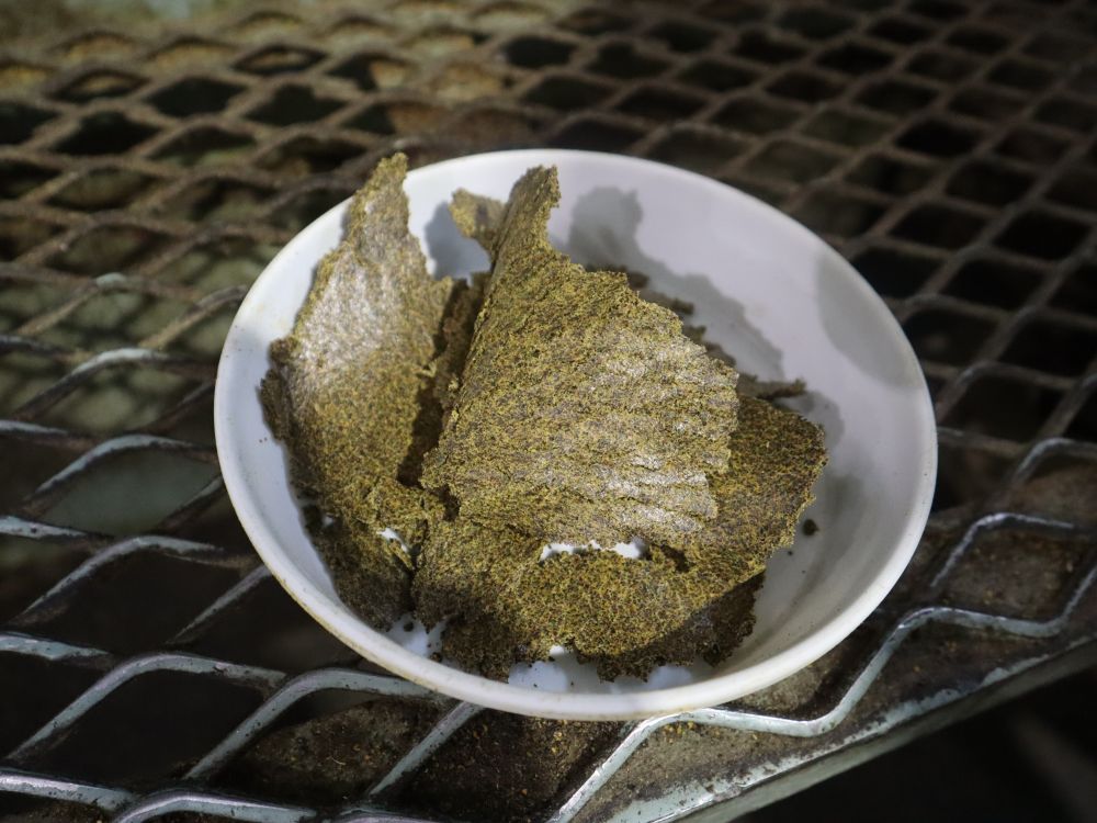 油を搾り終わった搾りかすの写真。しっとりしていて、まだ油が残っている。