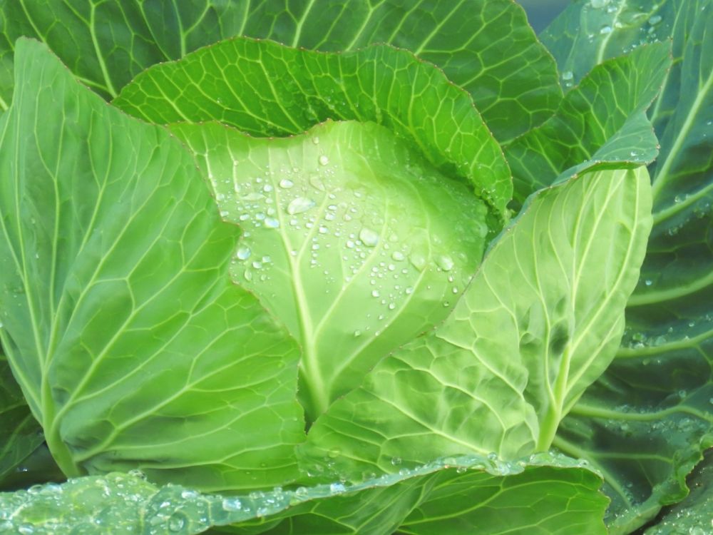 畑のキャベツの写真