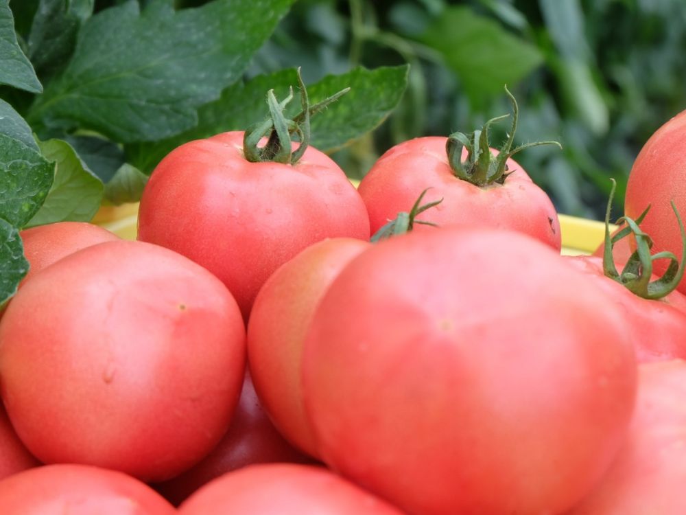 収穫したての大玉トマト